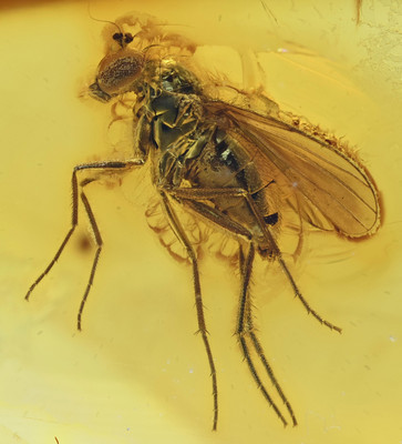 Amazing Eye Facets! Dolichopodidae (Fly) Fossil insect inclusion in Baltic Amber
