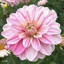 1 "Bonesta" Decorative Dahlia - Top Size Bulb 1 - US Seller