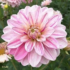 1 "Bonesta" Decorative Dahlia - Top Size Bulb #1 - US Seller