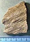 Rare  Arumberia sp. irregular linear colony: Vendian, Longmynd, Shropshire