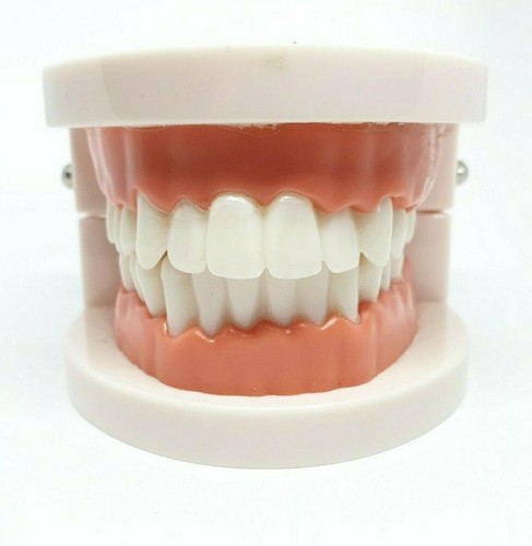 Adult Dental Standard Teaching Educational Typodont Demonstration Teeth Model N - Afbeelding 8 van 11