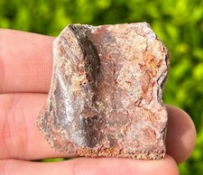 Kem Kem Fossil Turtle Shell Scute Morocco Dinosaur Bones Cretaceous Rare