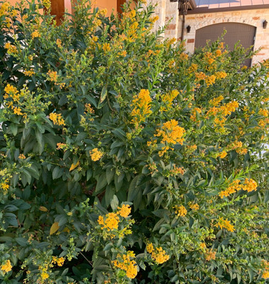 2 ORANGE ZEST Jasmine Cestrum Aurantiacum Night-blooming Jasmine Plants 5-7''Tall
