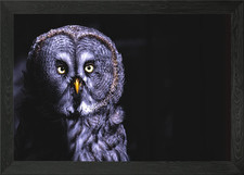 bart owl serious Framed Wall Art Poster Canvas Print Picture