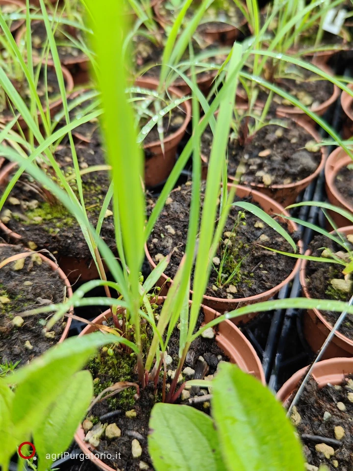 CITRONELLA LEMON GRASS Pianta Di Cymbopogon flexuosus - Immagine 2 di 3