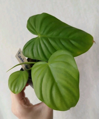 Gardeniodorum Philodendron Actual Plant 