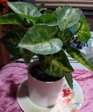 Project 62 Retired Faux Fake Ivy In A White Ceramic Planter New 9" Tall New
