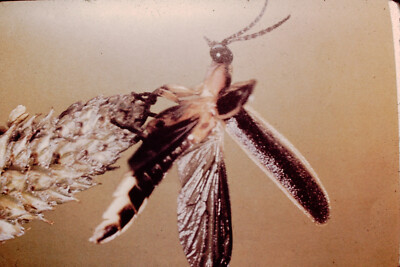 May 1976 Firefly Insect  Bug Color  Slide Film  Ref C188