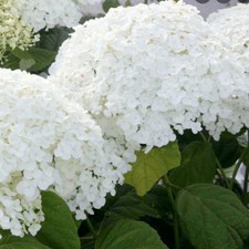 Hydrangea aborescens ANNABELLE in a 3 Litre Pot with Care Label