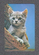 Vintage Swap Playing Card 1970's GREY KITTEN Swap Card
