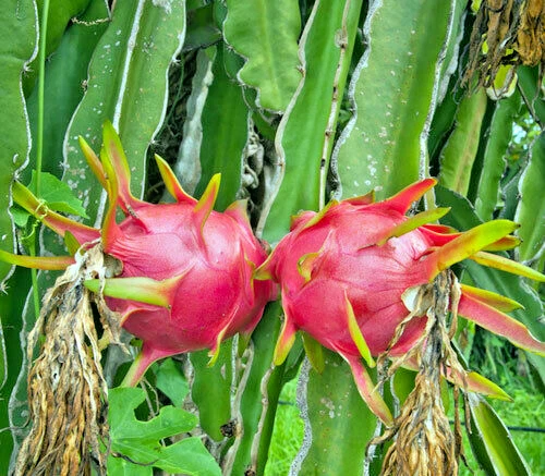 Red-fleshed Dragon Fruit, Hylocereus costaricensis, Pitahaya, Organic, 100 seeds - Picture 2 of 3