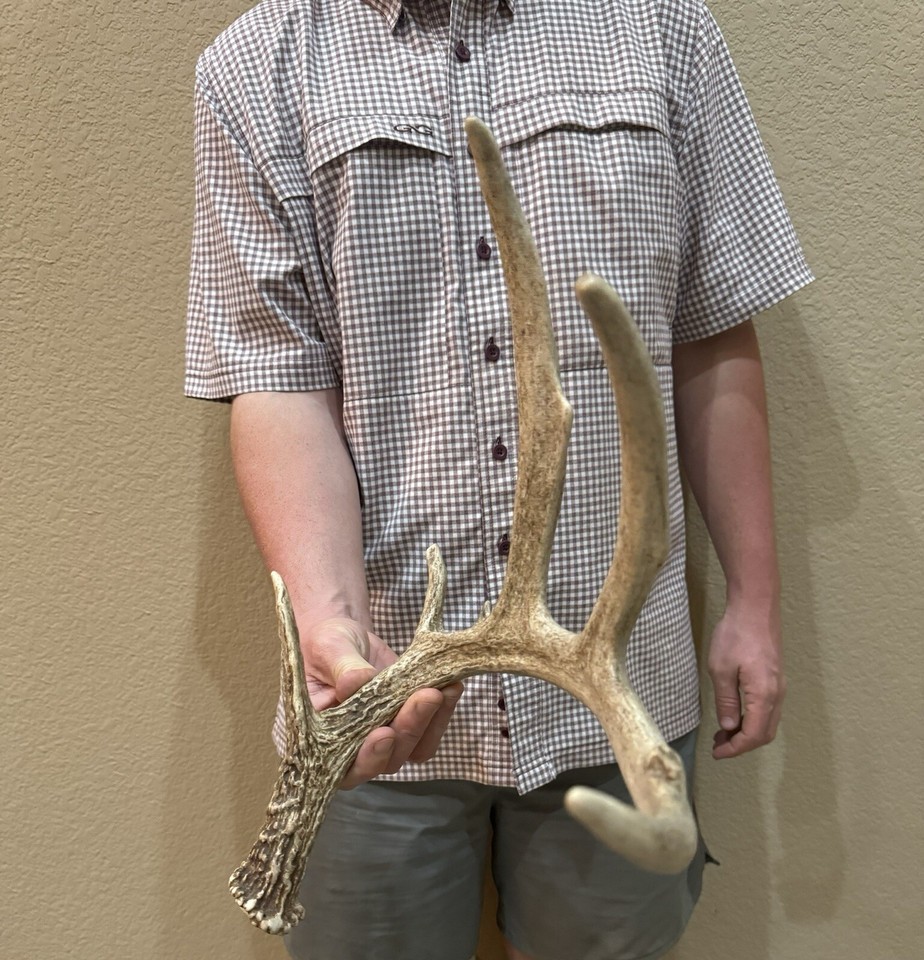 Unique 5 Point Brown Whitetail Deer Shed Antlers Horns Taxidermy Mount