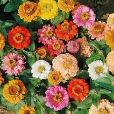 Zinnia Seeds LANDSCAPER'S PACK BULK DWARF 6" High Petite Short Non-GMO 500 Seeds