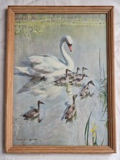 Vernon Ward Swan & cygnets vintage framed print