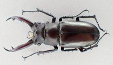 F47573. Unmounted insect: Lucanus dongi. Central Vietnam. 57mm?