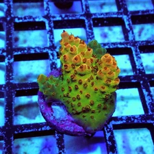 WYSIWYG - Acro Frag Aquaculture