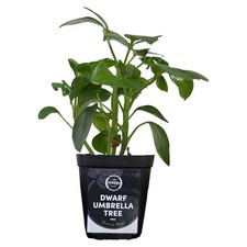 Dwarf Umbrella Tree - schefflera arboricola