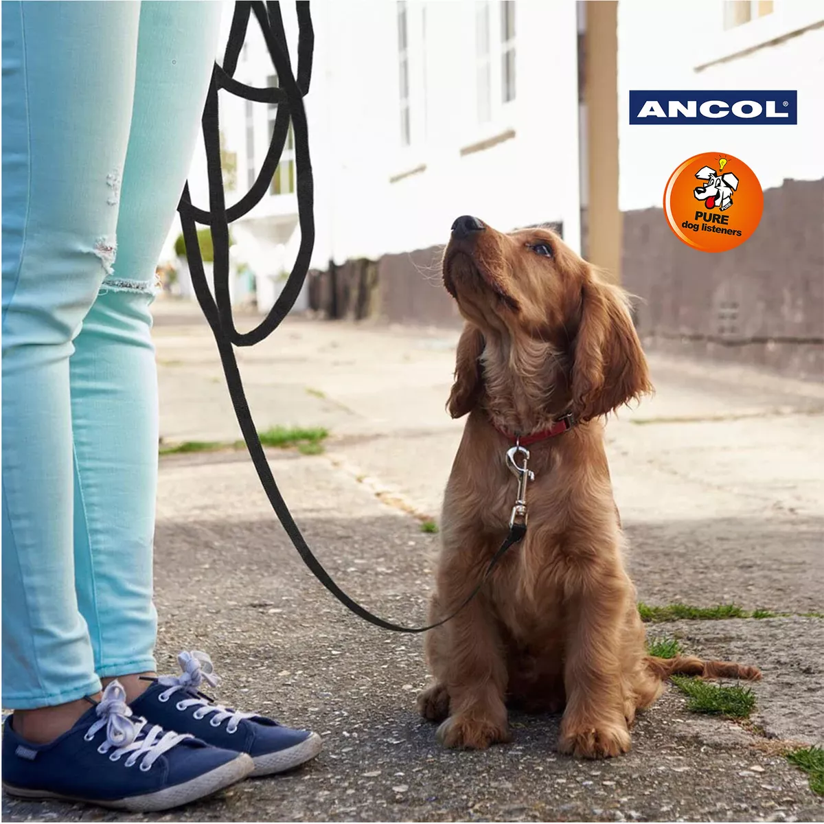 Ancol happy at heel harness 2025