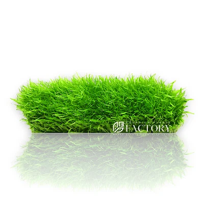 Utricularia Graminifolia Tissue Culture Carpet APF Aquarium Plants Factory®