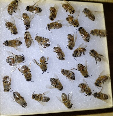   25 Real Honey Bees in Jewelry Box Italian HoneyBee Art Fresh Dryed   oddity 
