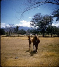 Vintage Stereo Realist Photo 3D Slide MARE AND COLT KINGSTON JAMAICA 1958