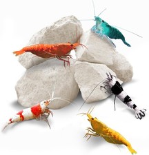 Shrimp Rocks, Calcium, Magnesium Rocks for Crayfish, Hermit Crab, Snails, Crust