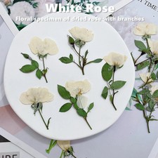 12PCS real dried side Pressed rose flower with leaves and stem, flower FHT33