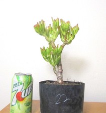 Big Jade Gollum Crassula plant for shohin mame bonsai thick trunk 22 free ship