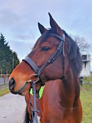 Best on Horse Leder gepolsterte geflochtene Trense für Pferde | inklusive Flash Nasenriemen
