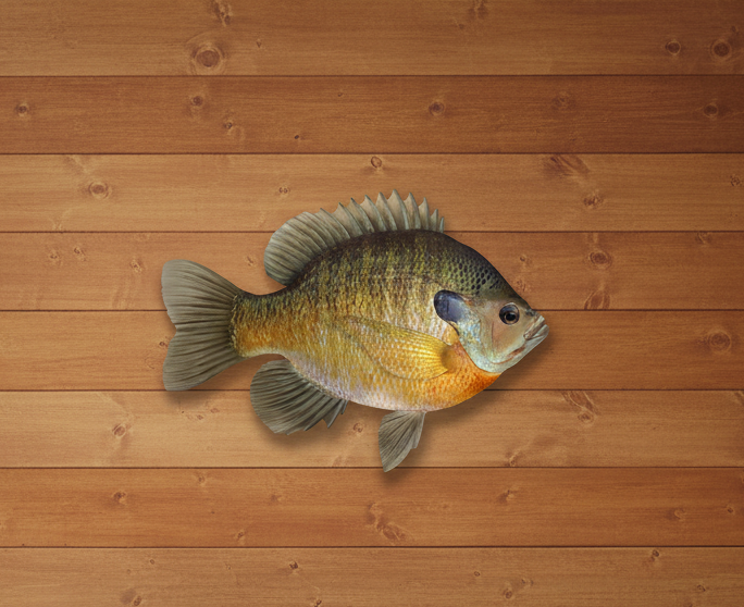 Realistic Bluegill Fish Metal Replica 2D Wall Mount Wildlife Art