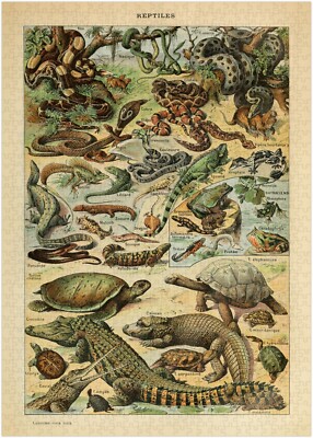 Reptilien Illustration Puzzle 300/500/1000 Teile (A)