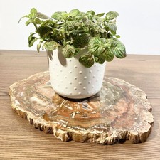 Superbe Grande tranche de bois fossilisé poli Ambré lustré Rare