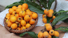 30 Loquat Seeds Eriobotrya Japonica Japanese Chinese Plum Organic Fresh biwa