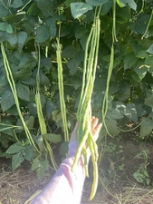 Yard Green Long Beans 100 Seeds