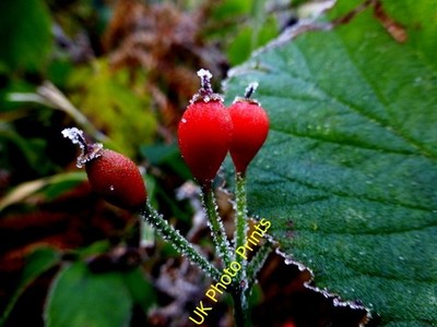 Foto 6x4 Frostige Beeren, Cranny An Oghmagh abgebildet entlang des Highway bis c2016