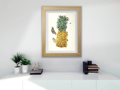 Maria Sibylla Merian GERAHMT Botanical Digital A3 DRUCK Reife Ananas