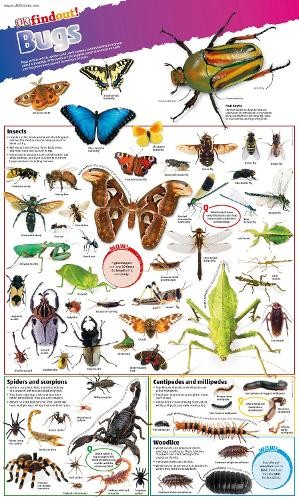 DKfindout! Bugs Poster by  DK - 9780241295823