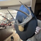 Big Wild 8Pt Northern Whitetail Deer Antler Rack Horn Skull Plate Mount — photo 3