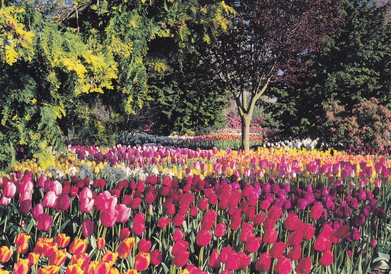 Multi Colored Tulips, Roozengaaarde, Mount Vernon, Washington