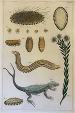 ALBERTUS SEBA LIZARD TAIL FORK CABINET OF CURIOSITY 1734 LOCUPLETISSIMI