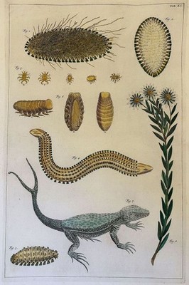 Albertus Seba Lézard Queue Volet Pinces Cabinet De Curiosités 1734