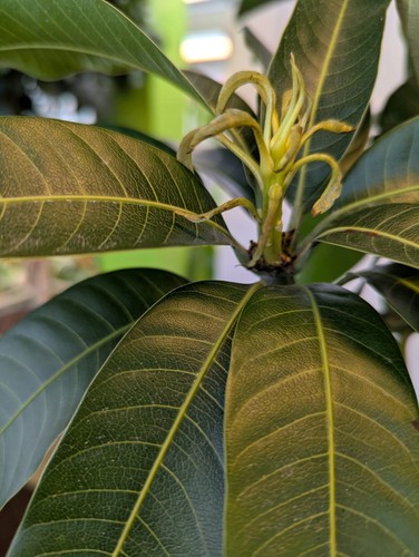 XXL Mangifera indica Kent árbol de mango 2m+ árbol frutal exótico deliciosas frutas - Imagen 2 de 3