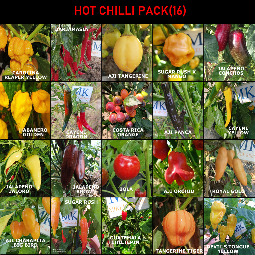 SUPER HOT 10+++ , 20 chiles mas picantes del mundo,200 semillas, pack(16)