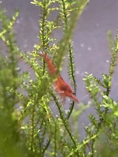 Crevettes ,Red Cherry ,marque:truffaut, prix à l’unité, vente main propre