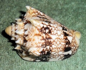 RA RFM  78840 Nice & Bold Colors Voluta Cymbiola chrysostoma Swainson 1824 58.4m