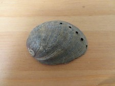 Vintage Beach Find Shell - Black Abalone (Haliotis cracherodii) - RARE XXXVIII
