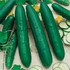 Cucumber Seeds 100 Straight Eight Vegetable 65 days