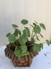 Freshwater Aquarium Plant Brazillian Pennywort 10 Pcs Stem