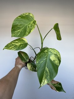 Variegated Monstera Deliciosa Aurea plant w/ established roots and active growth