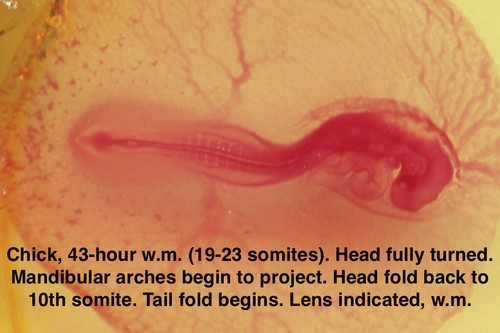 TURTOX Microscope Slide Set HUMAN Histology PATHOLOGY Embryology ORGAN SYSTEMS - Picture 6 of 9